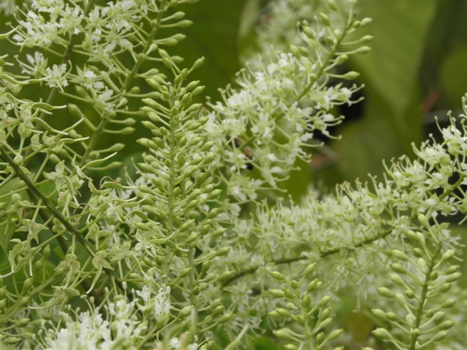 2014年4月25日晚上十点广西卫视《第一书记》播的就是我家蜜蜂，希望大家关注506 / 作者:@@@@@@ / 帖子ID:101507