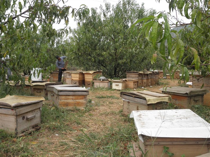 2014年4月25日晚上十点广西卫视《第一书记》播的就是我家蜜蜂，希望大家关注930 / 作者:@@@@@@ / 帖子ID:101507