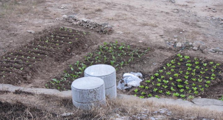 从“蔬菜贵过猪肉”浅析恭城农业现状134 / 作者:北辰 / 帖子ID:101591