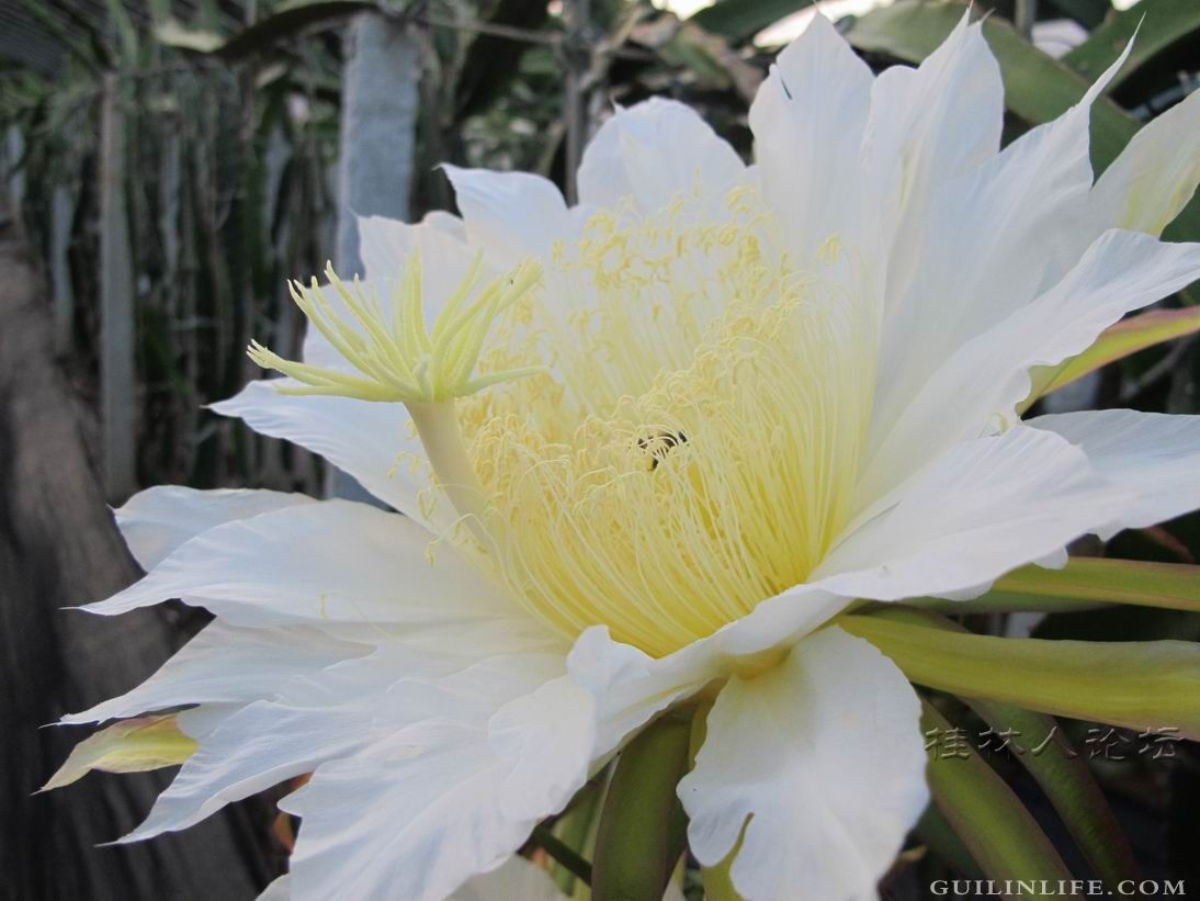 我的火龙果花花239 / 作者:lushuhua13 / 帖子ID:101741
