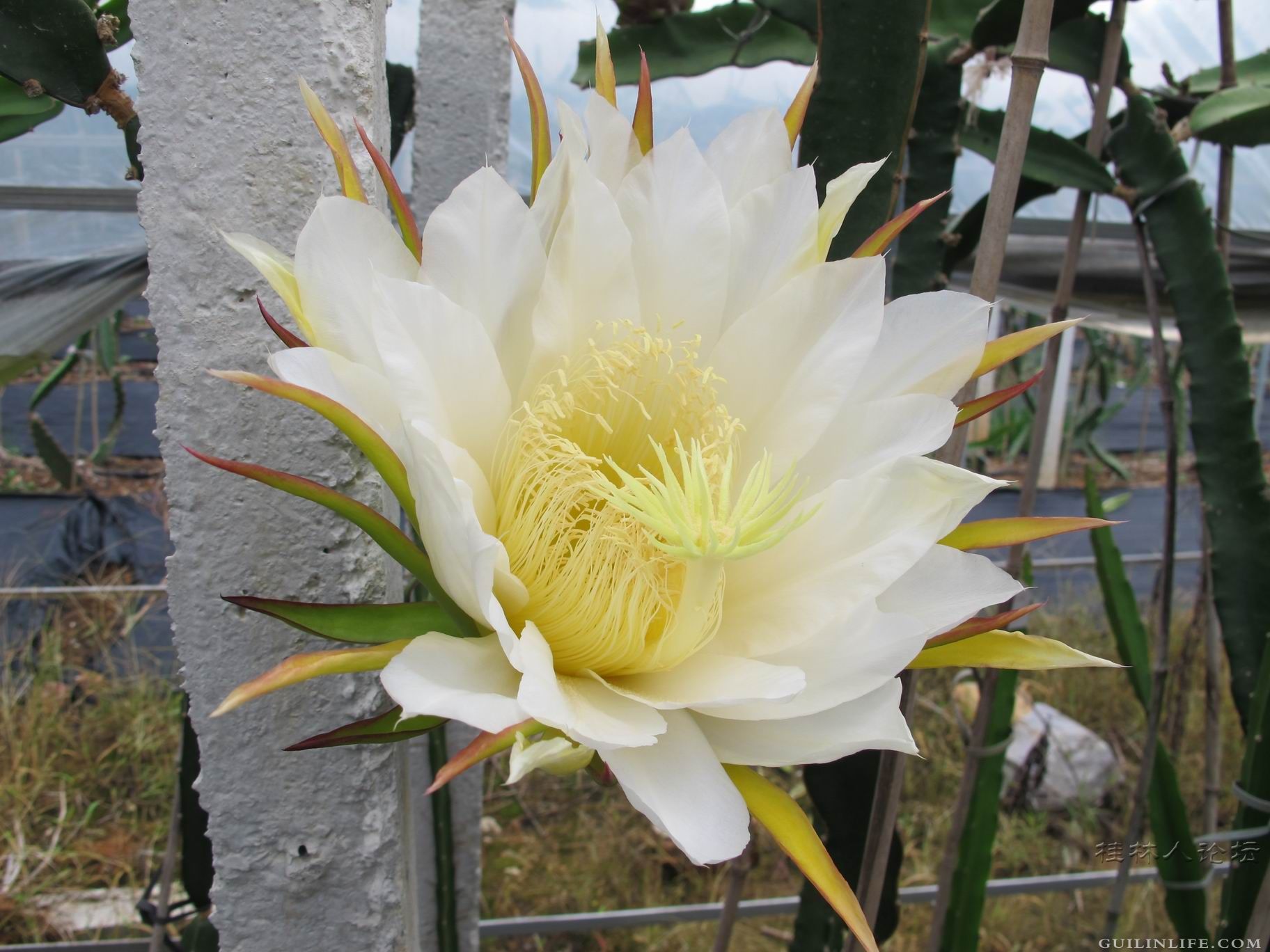 桂林雁山火龙果开花135 / 作者:lushuhua13 / 帖子ID:101763