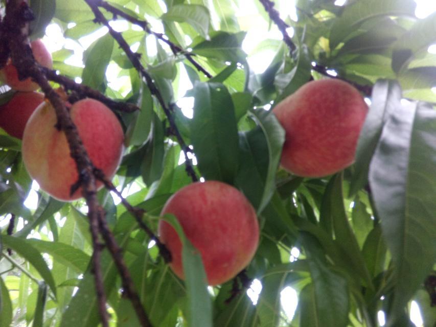 平安巨塘村古民居顺利完成《中国传统村落档案》申报工作188 / 作者:訫懐梦想 / 帖子ID:101913