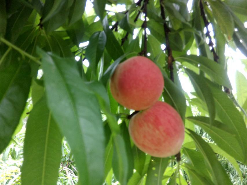 平安巨塘村古民居顺利完成《中国传统村落档案》申报工作641 / 作者:訫懐梦想 / 帖子ID:101913