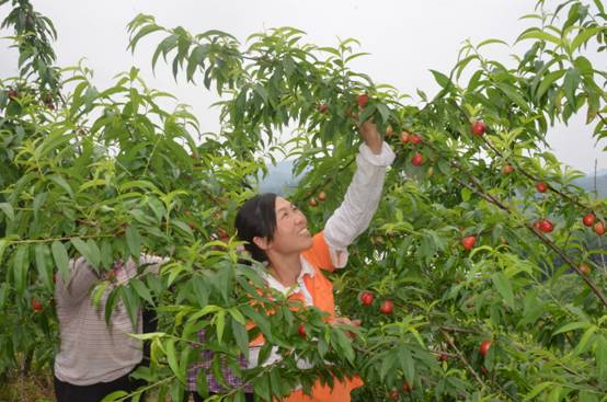 恭城仙桃受青睐942 / 作者:社区小编 / 帖子ID:101920