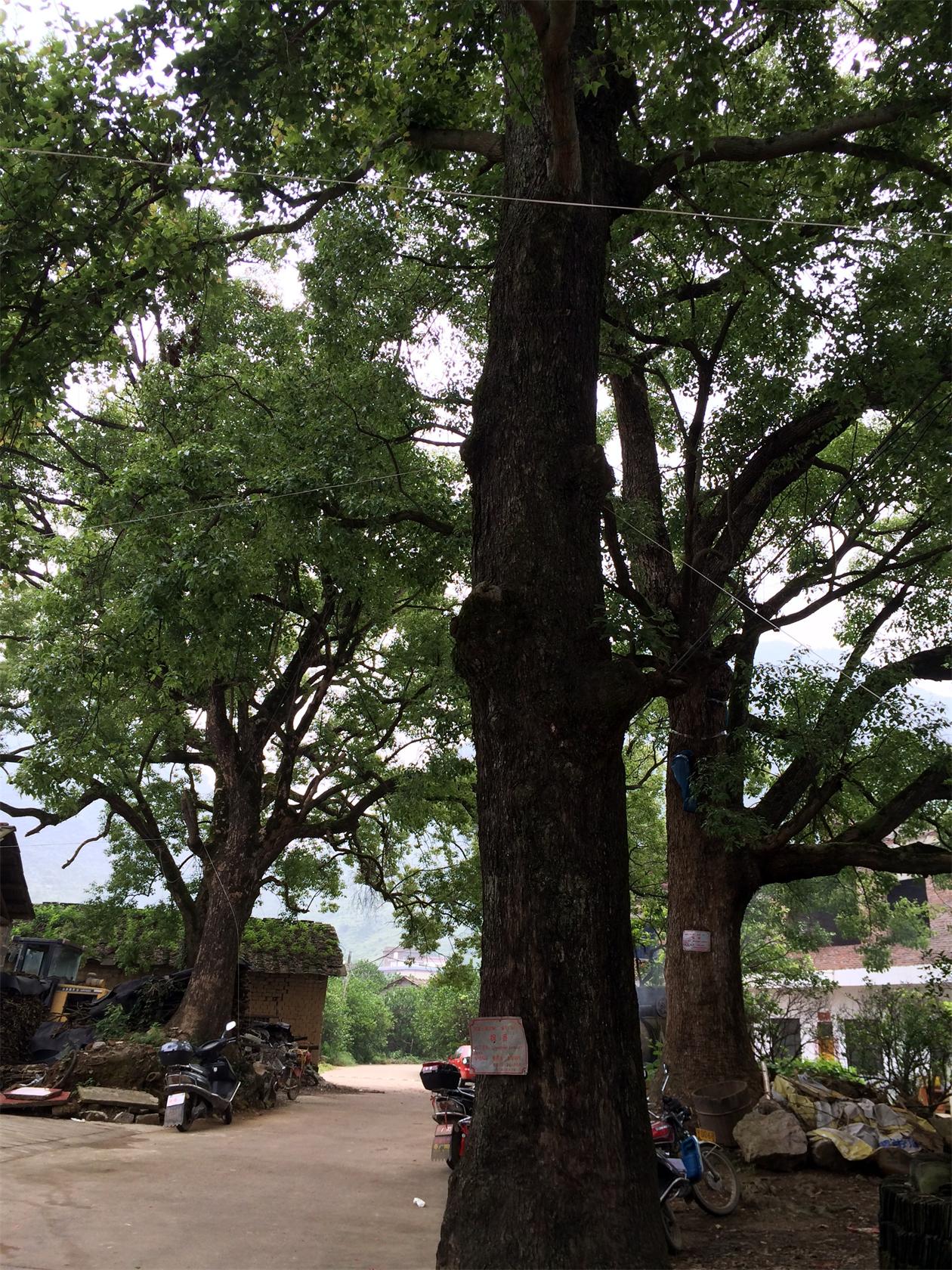 平安巨塘村古民居顺利完成《中国传统村落档案》申报工作735 / 作者:訫懐梦想 / 帖子ID:101913