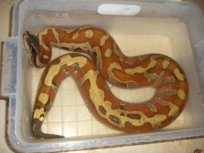 家养宠物便宜出了不刀自己砍了！！！766 / 作者:世纪爬宠家园 / 帖子ID:102014