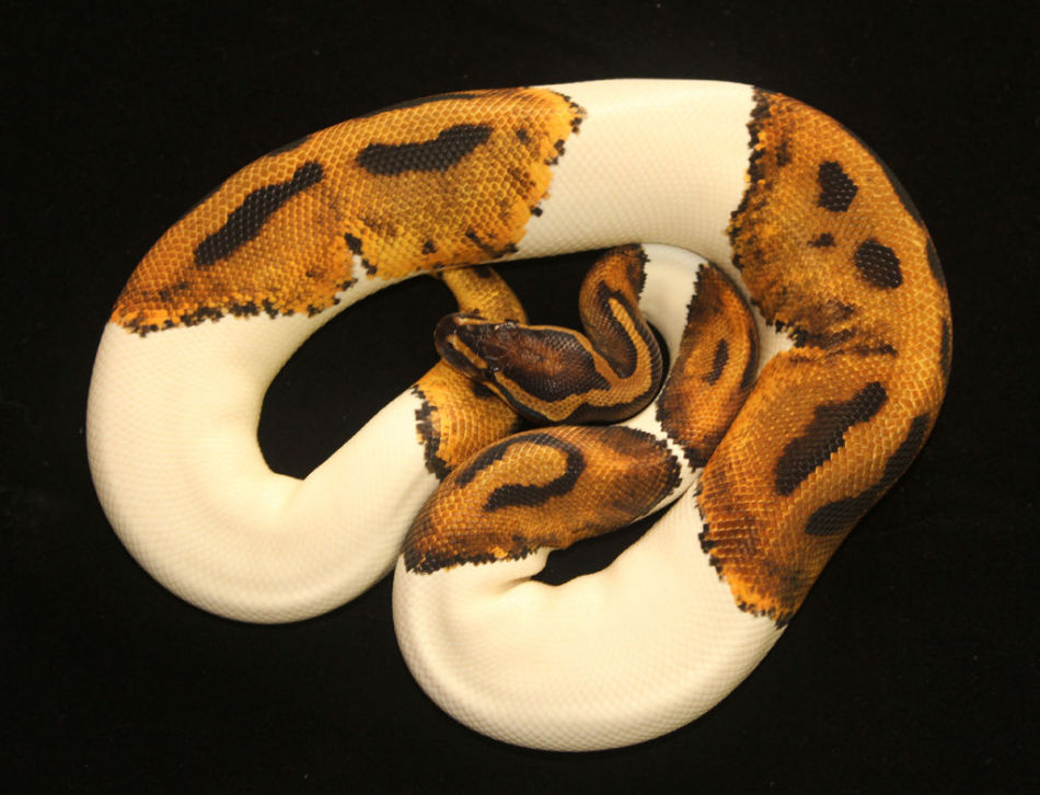 家养宠物便宜出了不刀自己砍了！！！838 / 作者:世纪爬宠家园 / 帖子ID:102014