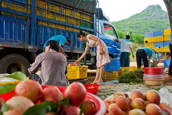 栗木镇早桃增产增收 果农喜笑颜开897 / 作者:社区小编 / 帖子ID:102042