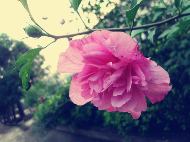 遇见一朵花开  校园小摄影（2）。。975 / 作者:若無其事 / 帖子ID:102124
