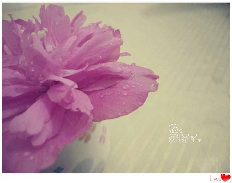 遇见一朵花开。。小摄像（3）574 / 作者:若無其事 / 帖子ID:102244