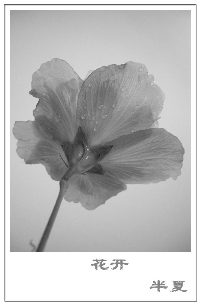 遇见一朵花开。。小摄像（3）944 / 作者:若無其事 / 帖子ID:102244