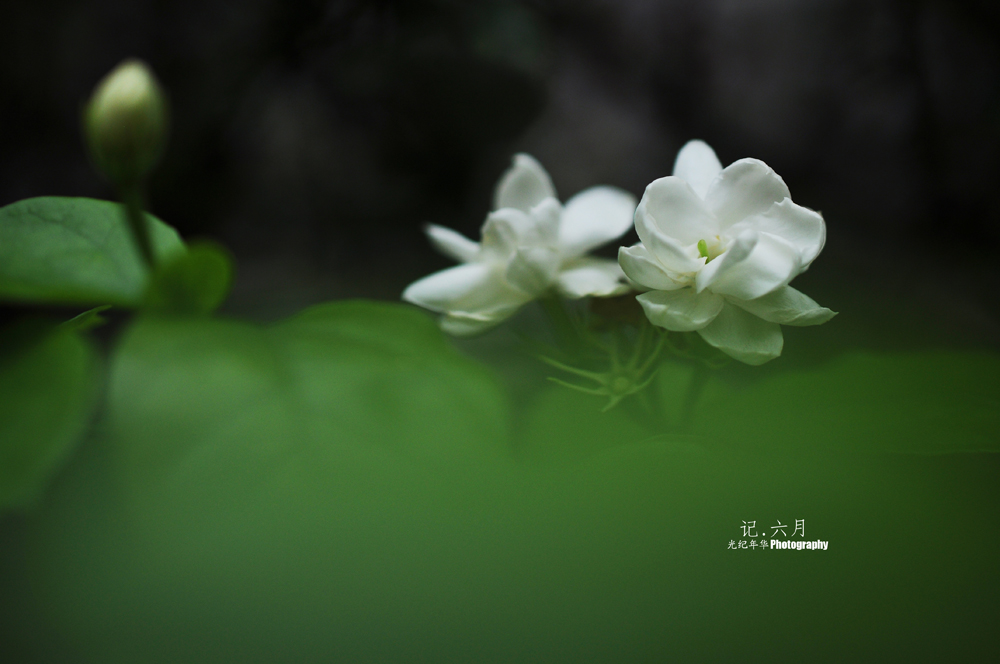 家中闲拍。565 / 作者:光纪年华 / 帖子ID:102263