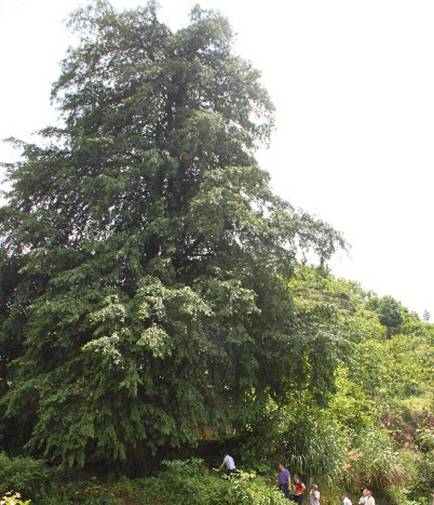 恭城惊现800多年红豆杉226 / 作者:社区小编 / 帖子ID:102340