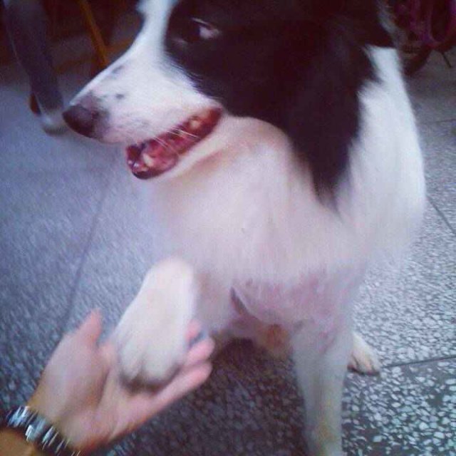 急 急急 狗狗走丢了，大家帮找下 谢谢519 / 作者:成 成 / 帖子ID:102491