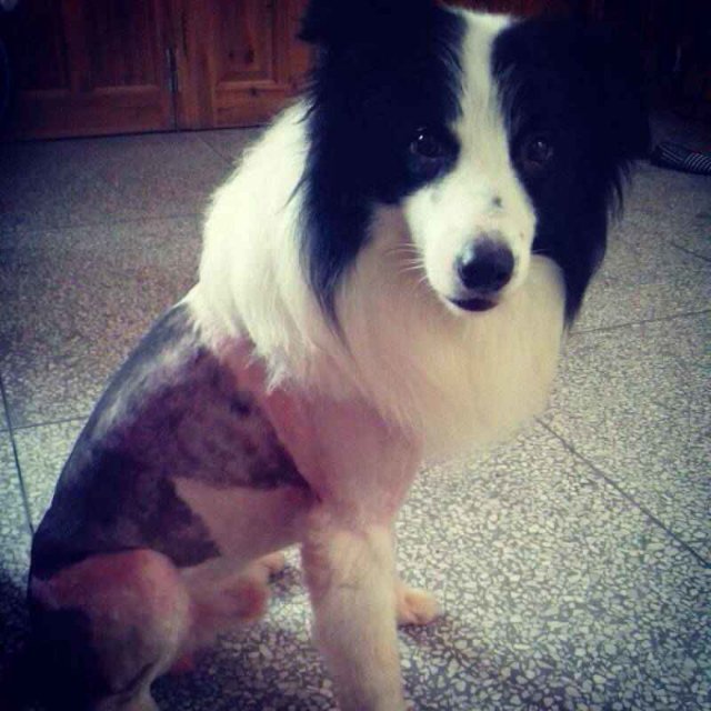 急 急急 狗狗走丢了，大家帮找下 谢谢986 / 作者:成 成 / 帖子ID:102491