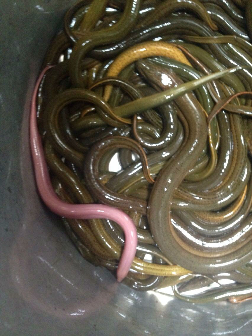 粉红色的黄鳝你见过没有466 / 作者:伊本朋 / 帖子ID:102531