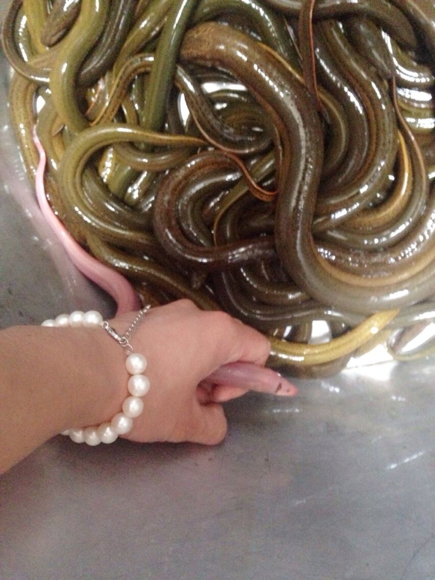 粉红色的黄鳝你见过没有579 / 作者:伊本朋 / 帖子ID:102531