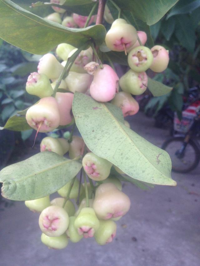 这个  味道不错687 / 作者:烟火的暧昧 / 帖子ID:102535