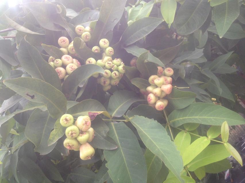 这个  味道不错444 / 作者:烟火的暧昧 / 帖子ID:102535