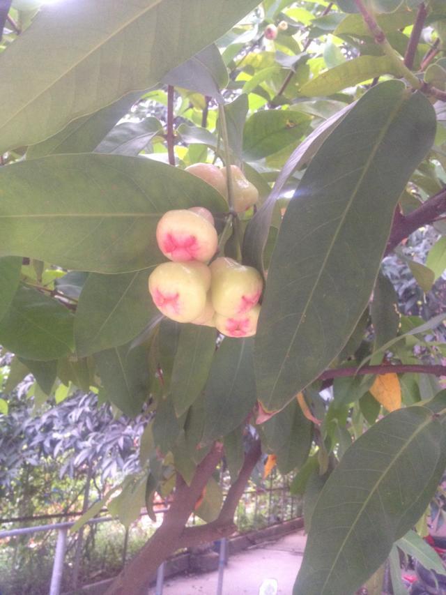 这个  味道不错970 / 作者:烟火的暧昧 / 帖子ID:102535