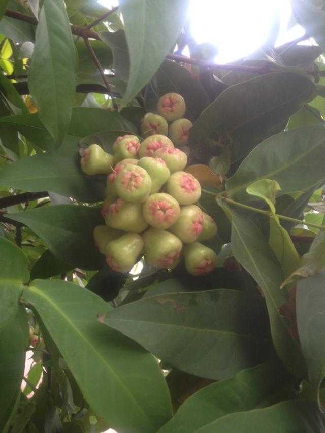 这个  味道不错206 / 作者:烟火的暧昧 / 帖子ID:102535