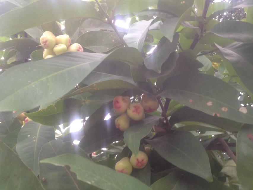 这个  味道不错457 / 作者:烟火的暧昧 / 帖子ID:102535