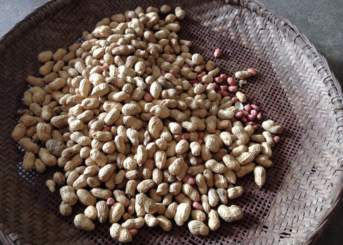 剥个花生都呗老实，这是那么无聊的节奏啊855 / 作者:伊本朋 / 帖子ID:102540