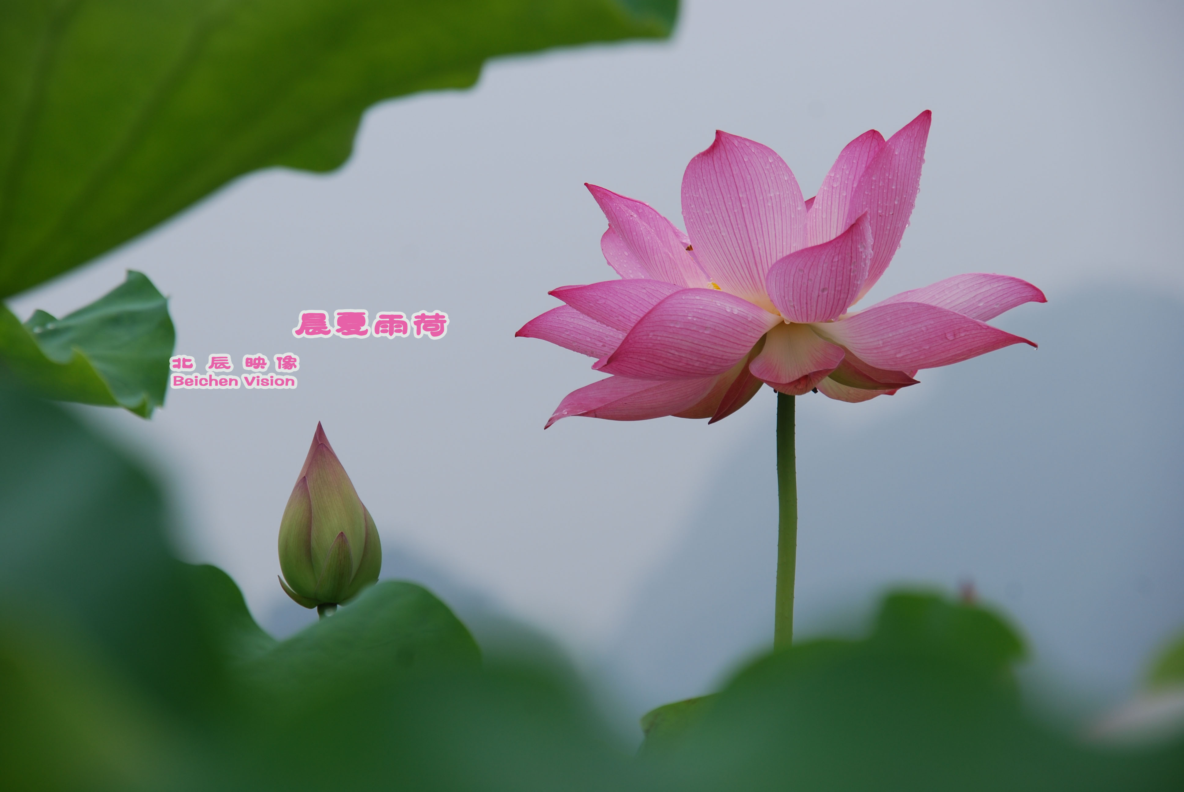 晨夏雨荷【北辰映像】之邓扒荷花770 / 作者:北辰 / 帖子ID:102561