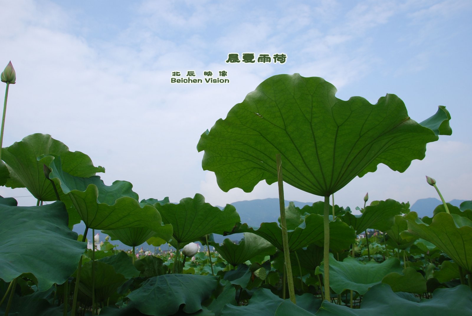 晨夏雨荷【北辰映像】之邓扒荷花7 / 作者:北辰 / 帖子ID:102561