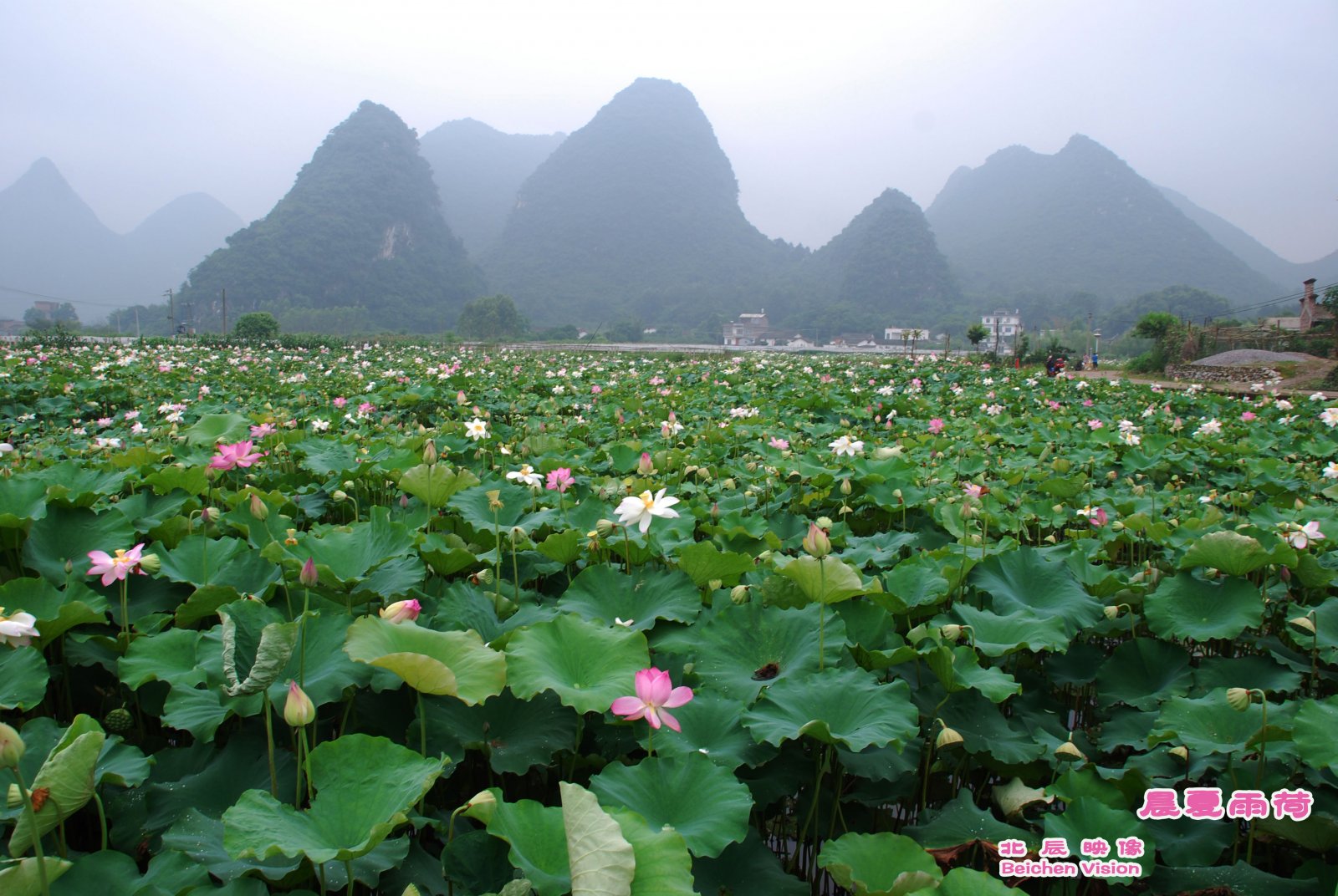 晨夏雨荷【北辰映像】之邓扒荷花738 / 作者:北辰 / 帖子ID:102561
