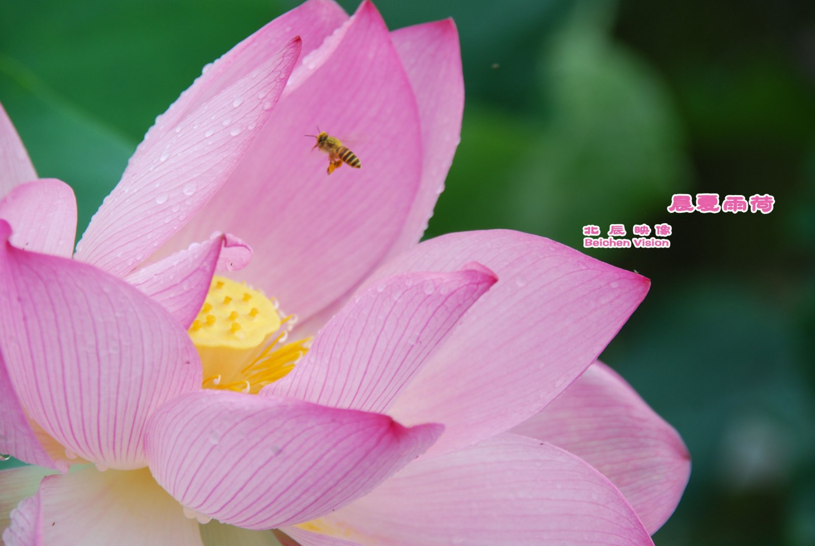 晨夏雨荷【北辰映像】之邓扒荷花876 / 作者:北辰 / 帖子ID:102561