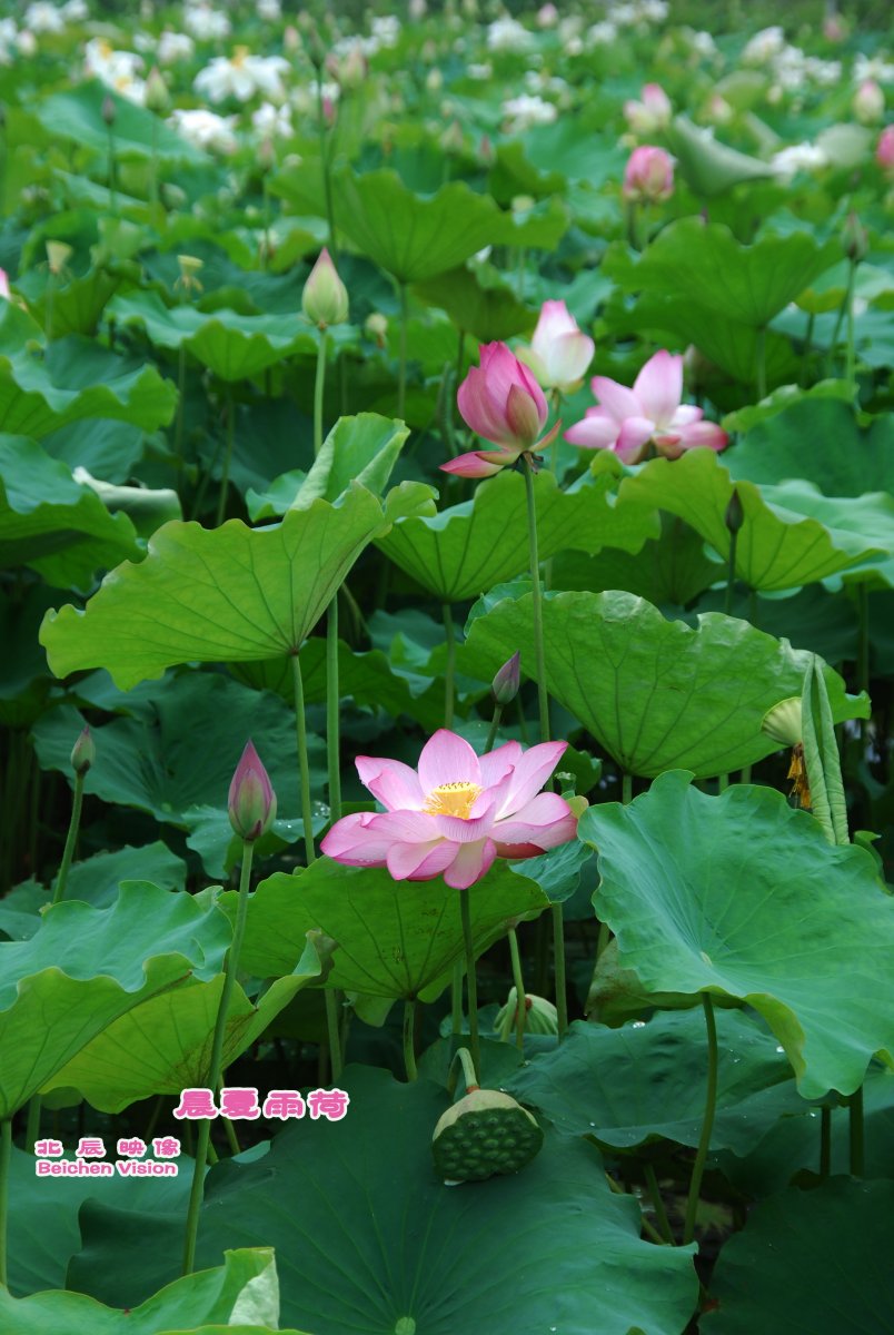 晨夏雨荷【北辰映像】之邓扒荷花344 / 作者:北辰 / 帖子ID:102561