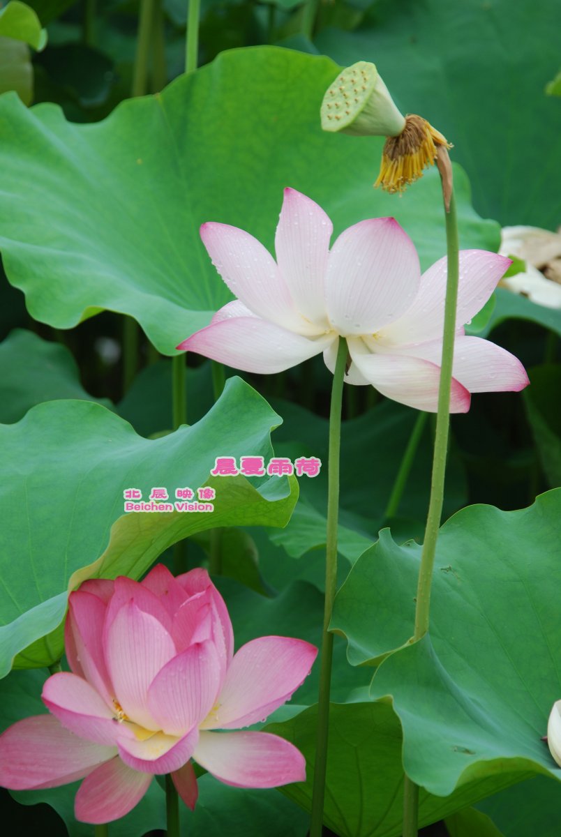 晨夏雨荷【北辰映像】之邓扒荷花643 / 作者:北辰 / 帖子ID:102561