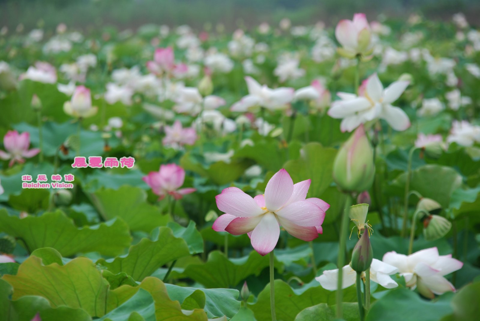 晨夏雨荷【北辰映像】之邓扒荷花560 / 作者:北辰 / 帖子ID:102561
