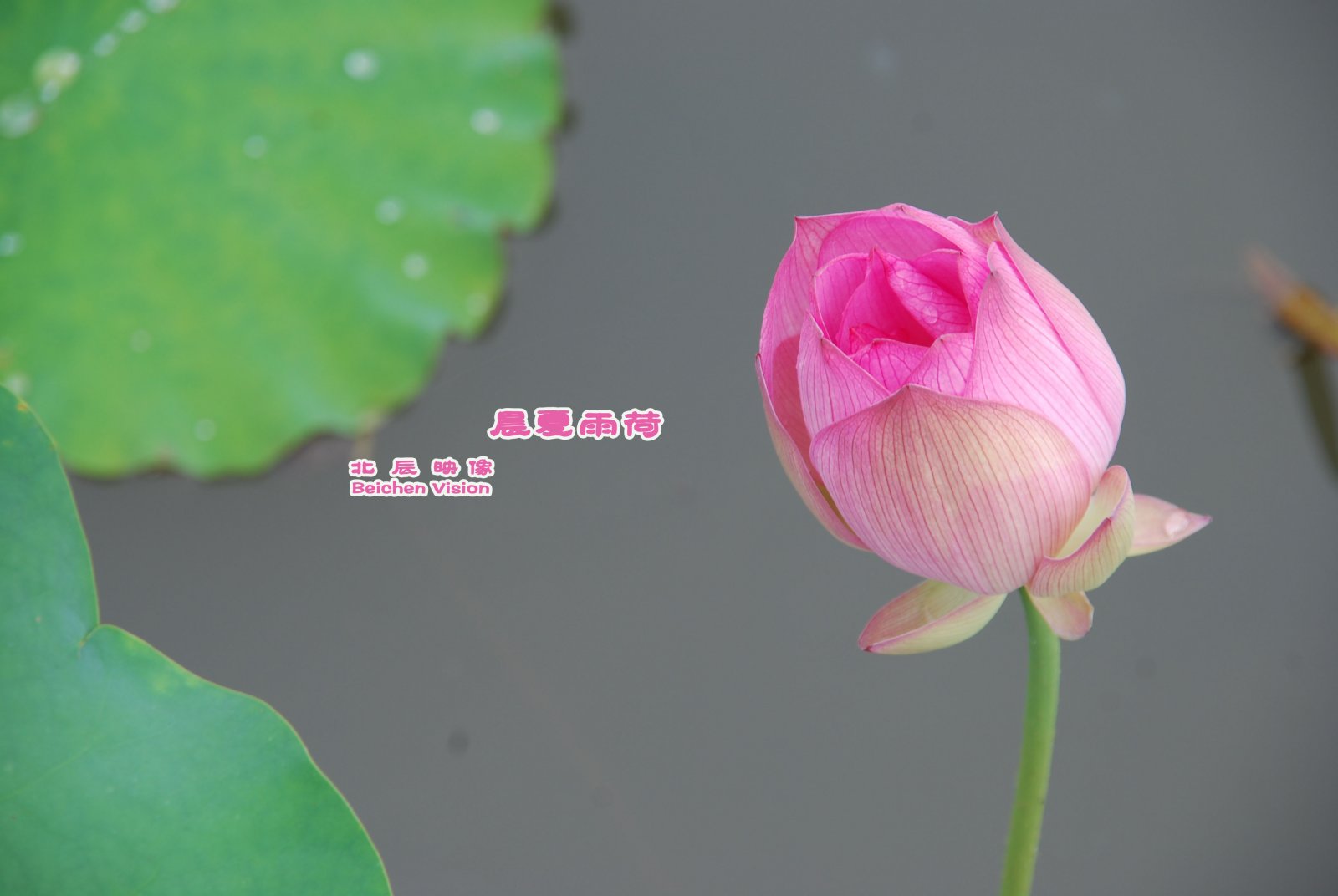 晨夏雨荷【北辰映像】之邓扒荷花943 / 作者:北辰 / 帖子ID:102561