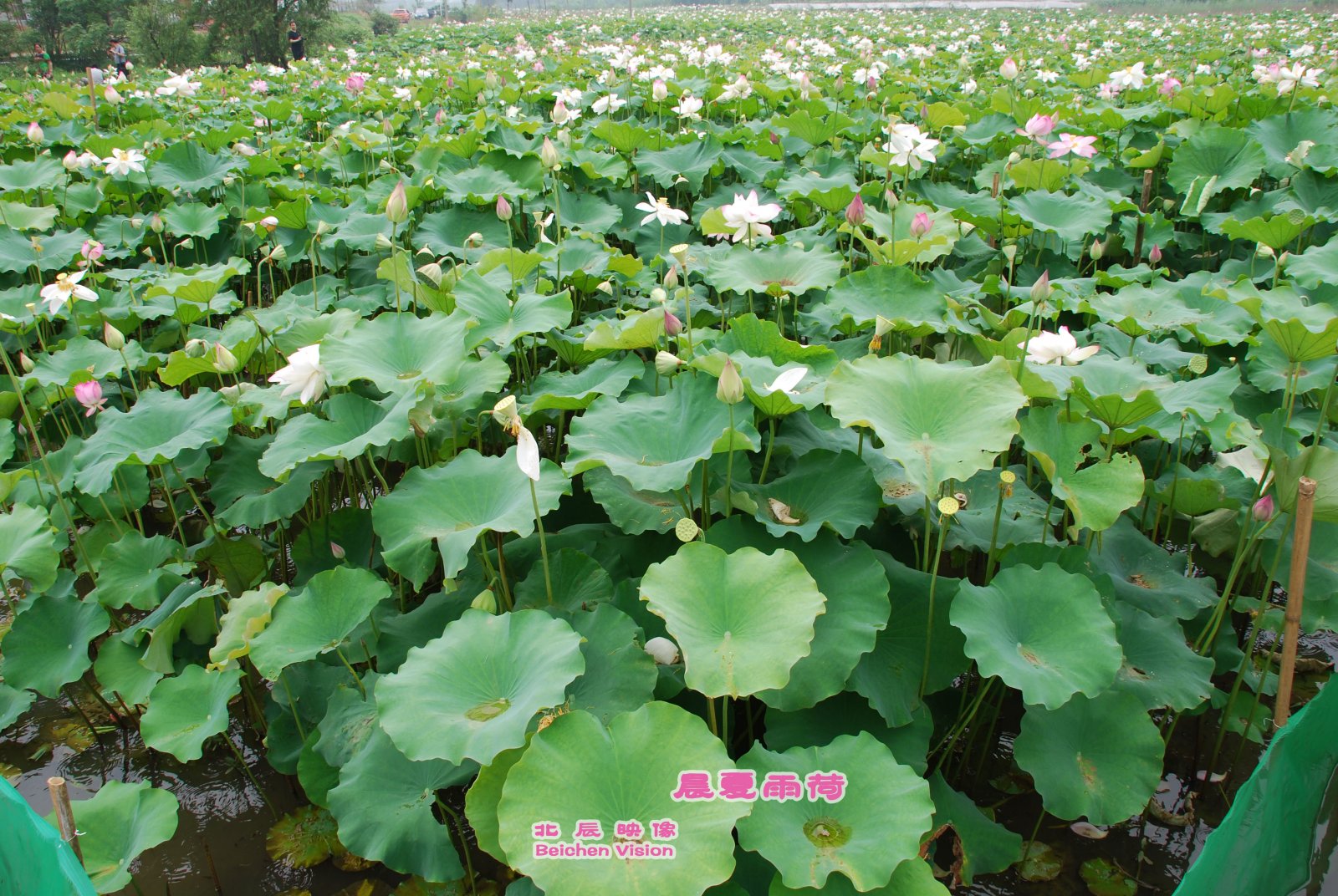 晨夏雨荷【北辰映像】之邓扒荷花698 / 作者:北辰 / 帖子ID:102561