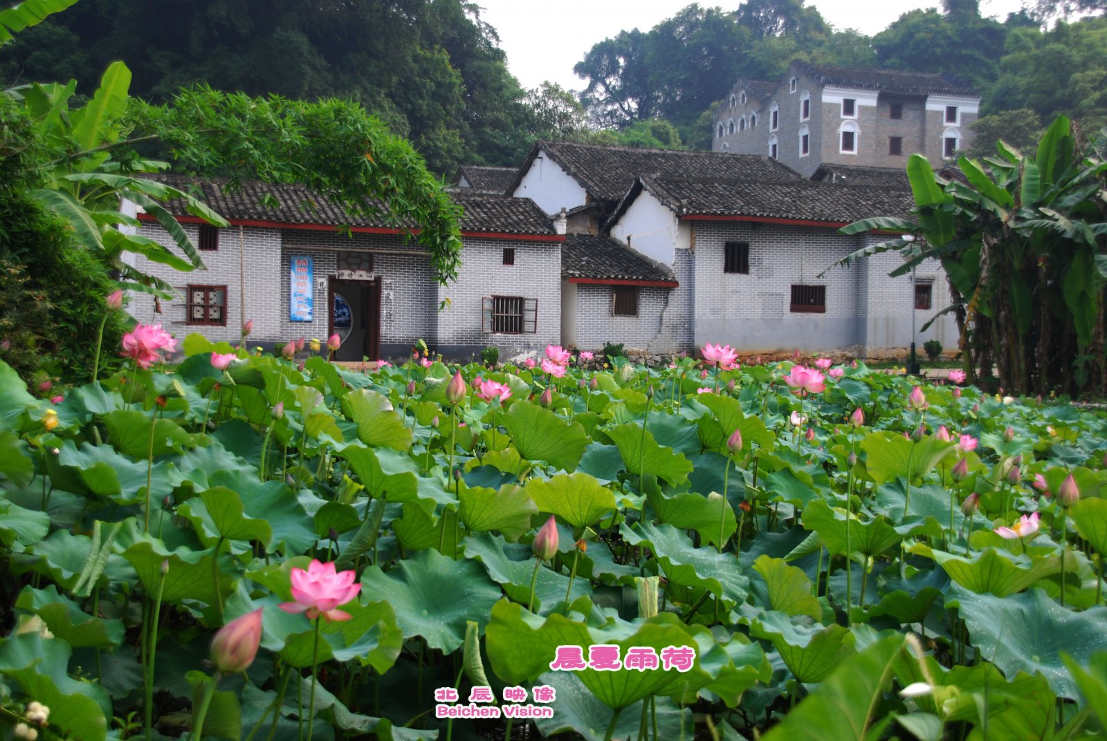 晨夏雨荷【北辰映像】之邓扒荷花318 / 作者:北辰 / 帖子ID:102561