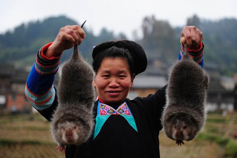 恭城竹鼠成为国家地理标志保护产品52 / 作者:社区小编 / 帖子ID:102616