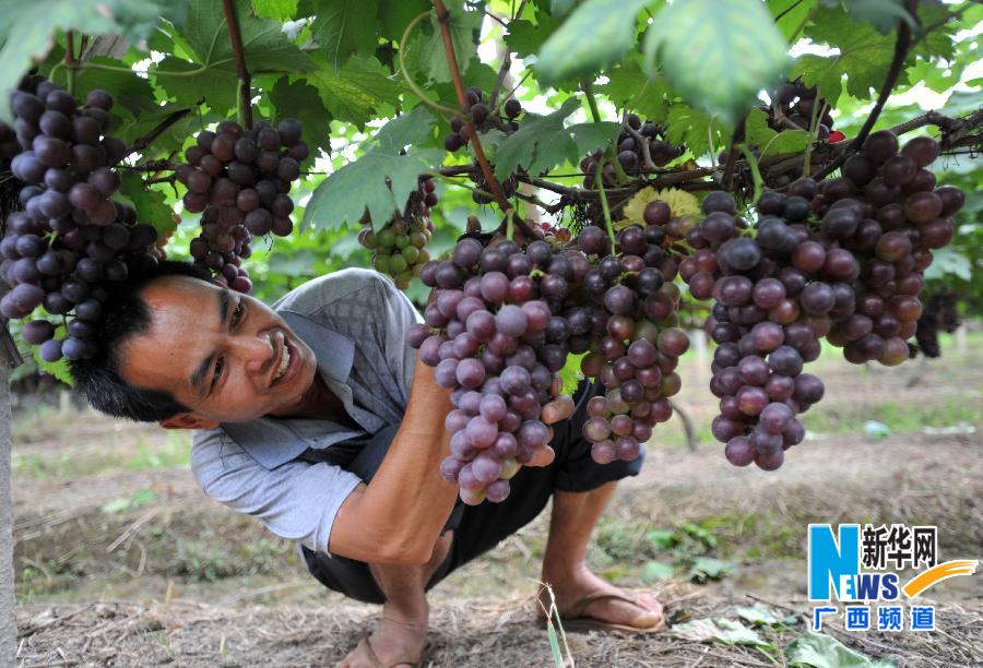 恭城：瑶乡水果又是一个丰收年981 / 作者:社区小编 / 帖子ID:102703