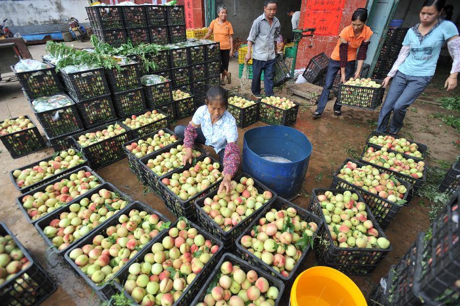 恭城：瑶乡水果又是一个丰收年848 / 作者:社区小编 / 帖子ID:102703