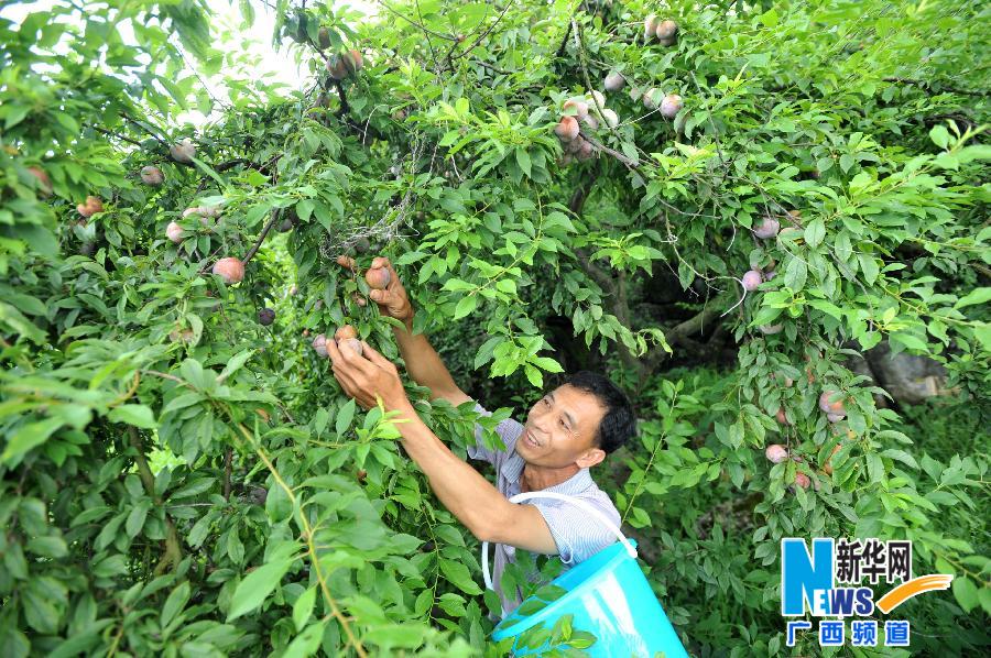 恭城：瑶乡水果又是一个丰收年385 / 作者:社区小编 / 帖子ID:102703