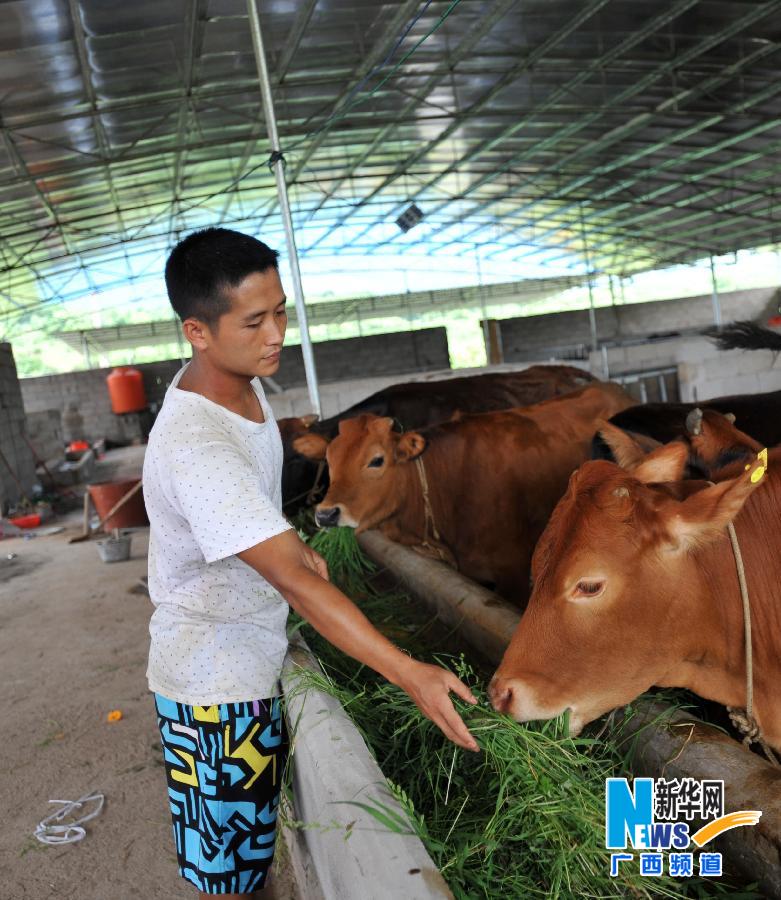 【人物】一个25岁瑶族大学生“牛倌”周超683 / 作者:社区小编 / 帖子ID:102740