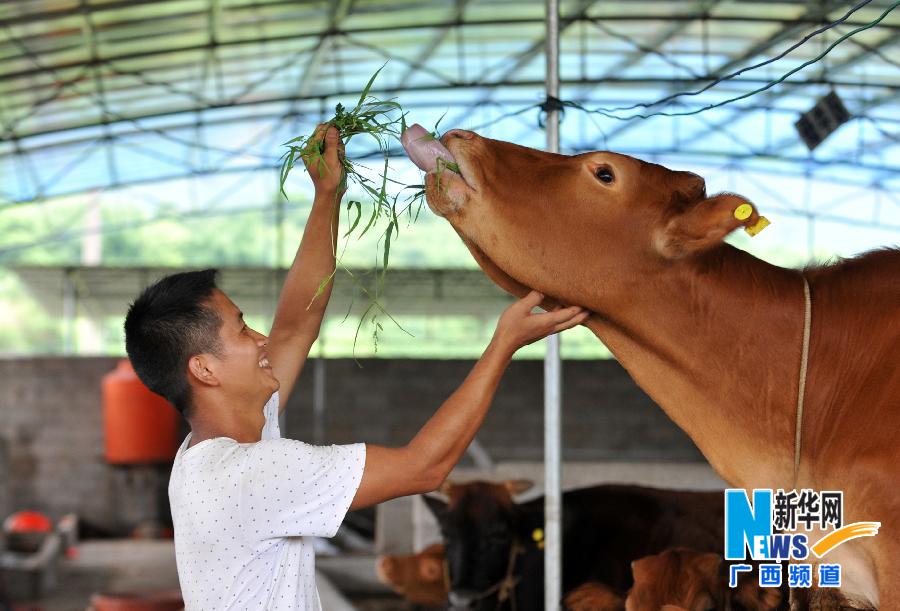 【人物】一个25岁瑶族大学生“牛倌”周超630 / 作者:社区小编 / 帖子ID:102740