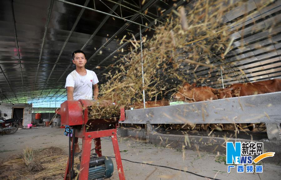 【人物】一个25岁瑶族大学生“牛倌”周超289 / 作者:社区小编 / 帖子ID:102740