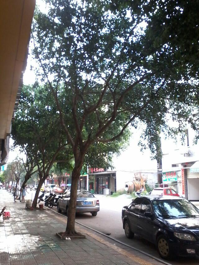 谁来拯救滨江苑的树荫？？？262 / 作者:809433048 / 帖子ID:102817