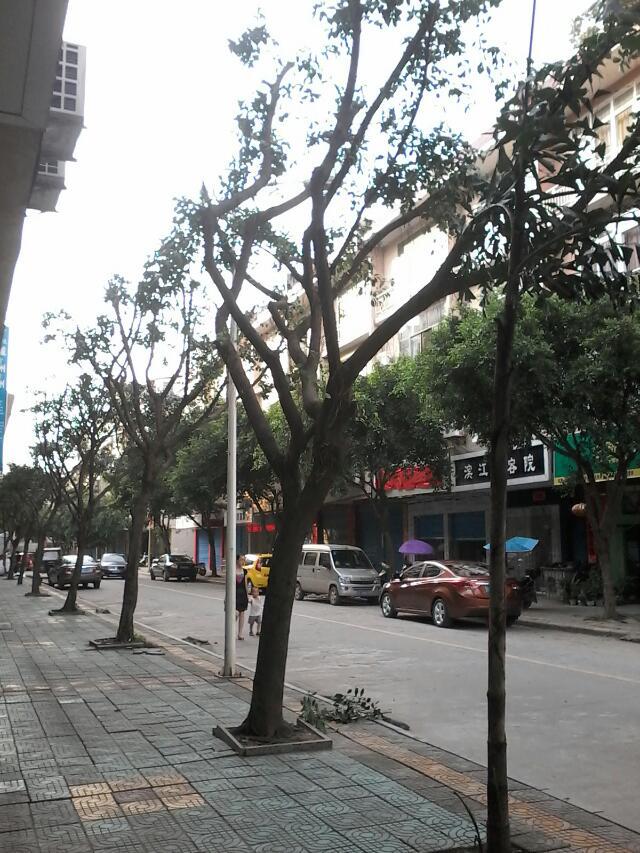 谁来拯救滨江苑的树荫？？？628 / 作者:809433048 / 帖子ID:102817