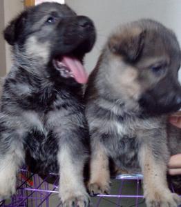 哪里有最好最纯昆明犬387 / 作者:旺旺宠物乐园 / 帖子ID:103600