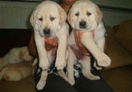 最好最纯拉布拉多小狗狗出售423 / 作者:旺旺宠物乐园 / 帖子ID:103601