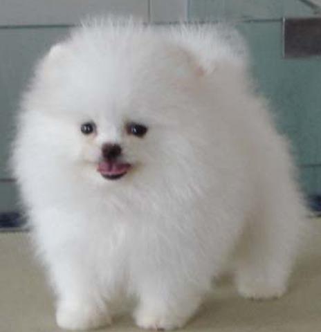 博美哪里最好292 / 作者:旺旺宠物乐园 / 帖子ID:103610