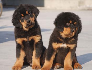 藏獒哪里最好最纯135 / 作者:旺旺宠物乐园 / 帖子ID:103611